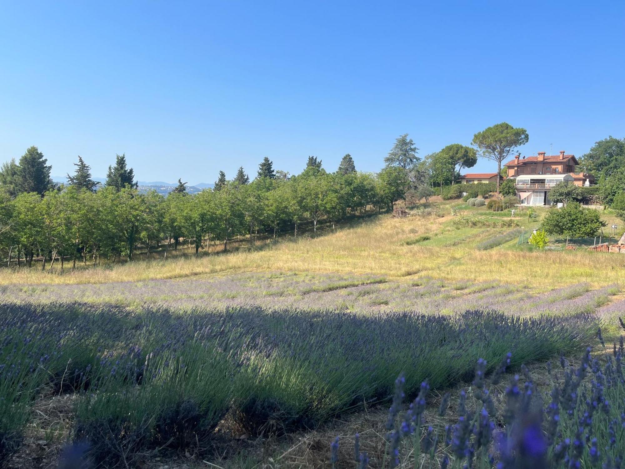 Agriturismo Villa Beatrice Mondavio Exterior photo